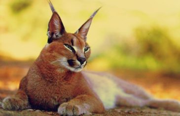 Conscious Caracal