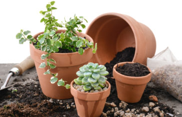 container gardening