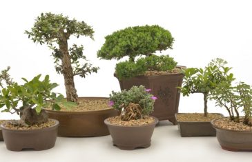 bonsai tree