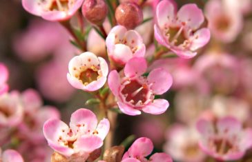 fynbos